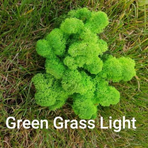 Licheni Stabilizati Green Grass Light