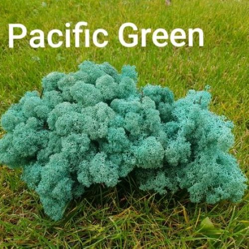 Licheni Stabilizati Pacific Green